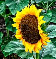 Sunflower_DSC2271