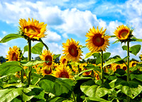 Sunflowers_MIG9901