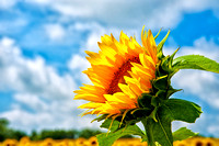 Sunflowers_MIG9907
