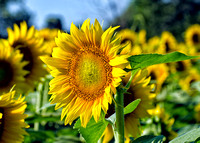 Sunflowers_MIG1875