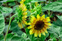 Sunflowers_DSC2285