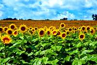 Sunflowers_MIG9958