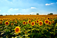Sunflowers_MIG9974