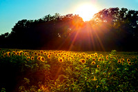 Sunflowers_MIG9989
