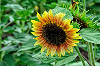 Sunflower_MIG9243