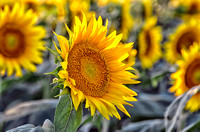 Sunflowers_MIG1951