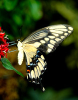 Ornythion Swallowtail_2248