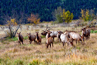 Rocky Mountain Elk_MIG2807