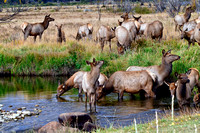 Rocky Mountain Elk_MIG2904