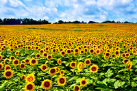 Sunflowers_MIG9952