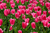 Pella Tulips_1143