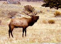 Elk RMNP #CO-3407