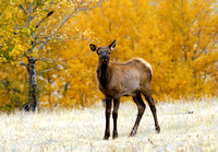 Elk Calf_3396
