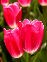 Pella Tulips #IA-1146