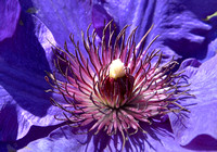 Purple flower-2_5799