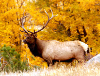 Elk RMNP #CO-3403