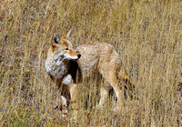 Coyote_3346