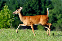 Whitetail Deer #MAM-3379