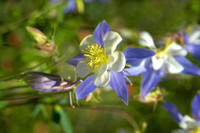 Blue Flower blur_1383