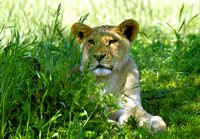 Lion_5671